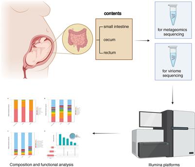 Virome and metagenomic analysis reveal the distinct distribution of microbiota in human fetal gut during gestation